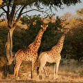 Legends of Africa