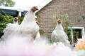 De gezellige kippen van Thuis in Drenthe