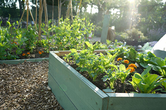 Moestuin met opkomende zon in Drenthe