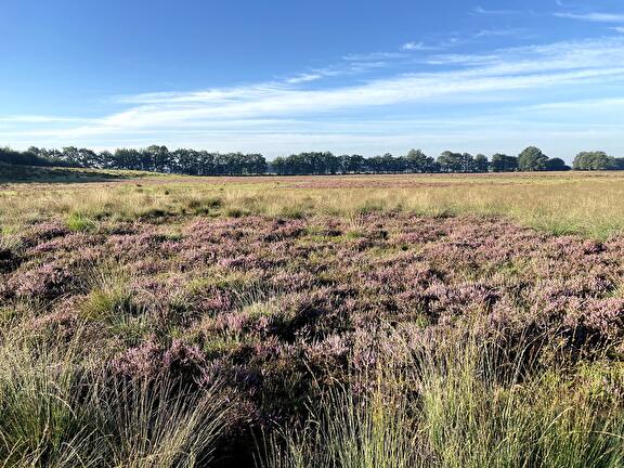 De heide, food by jenne, thuis in drenthe